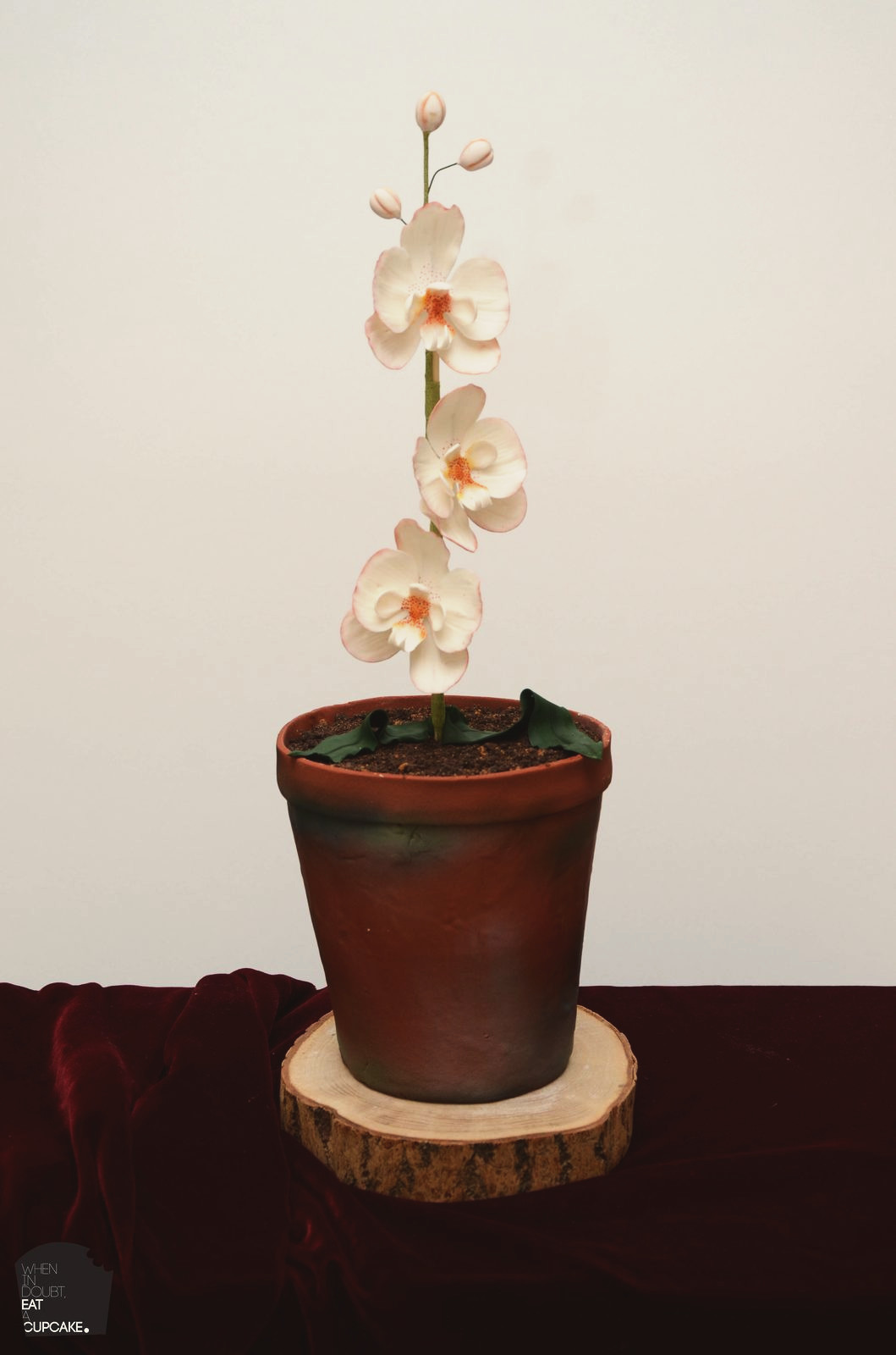 Orchid in a Pot