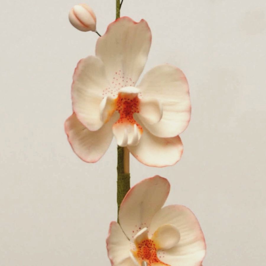 Sugar orchid