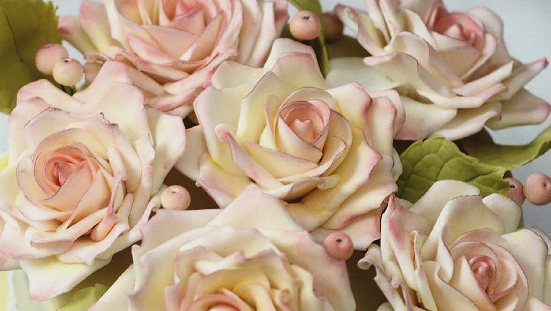 Sugar garden rose